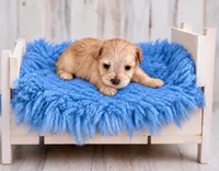 Nacho- Tcup Wheaten, a male Miniature Schnauzer for sale in Tremonton, UT – 1 of 4