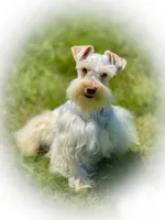 Nemo- Toy Full AKC, a male Miniature Schnauzer for sale in Tremonton, UT – 1 of 2