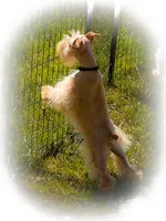 VooDoo- Red Wheaten Toy, a male Miniature Schnauzer for sale in Tremonton, UT – 2 of 10