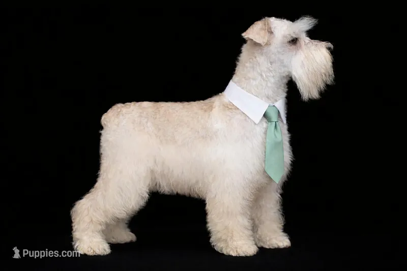 NEMO- Toy Wheaten M – Miniature Schnauzer puppy for sale in Tremonton, UT