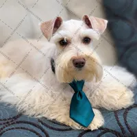 NEMO- Toy Wheaten M, a male Miniature Schnauzer for sale in Tremonton, UT – Photo 2 of 3