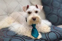 NEMO- ON SALE!, a male Miniature Schnauzer for sale in Tremonton, UT – Photo 2 of 3