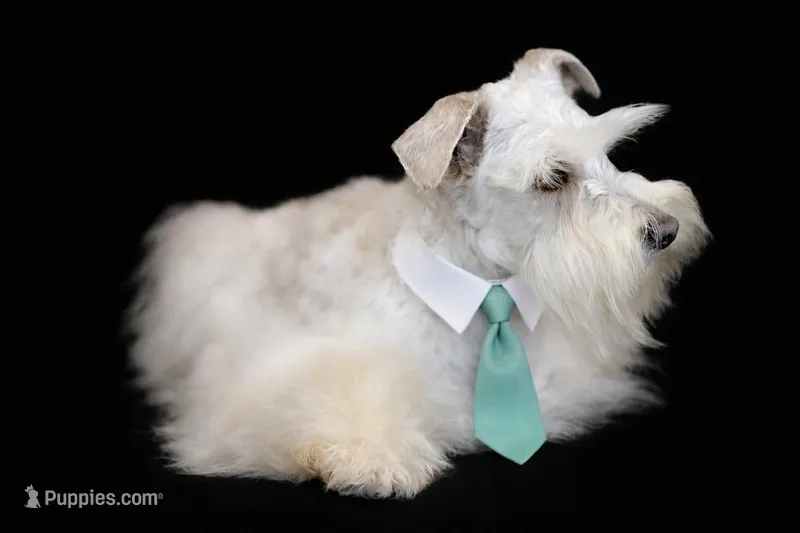 NEMO- Toy Wheaten M – Miniature Schnauzer puppy for sale in Tremonton, UT