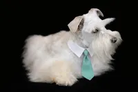 NEMO- Toy Wheaten M, a male Miniature Schnauzer for sale in Tremonton, UT – Photo 2 of 6