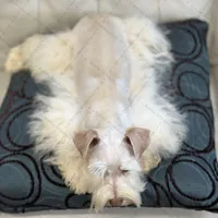 NEMO- Toy Wheaten M, a male Miniature Schnauzer for sale in Tremonton, UT – Photo 3 of 3