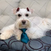 NEMO- Toy Wheaten M, a male Miniature Schnauzer for sale in Tremonton, UT – Photo 1 of 3
