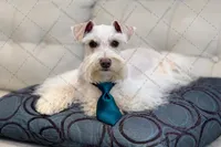 NEMO- ON SALE!, a male Miniature Schnauzer for sale in Tremonton, UT – Photo 1 of 3