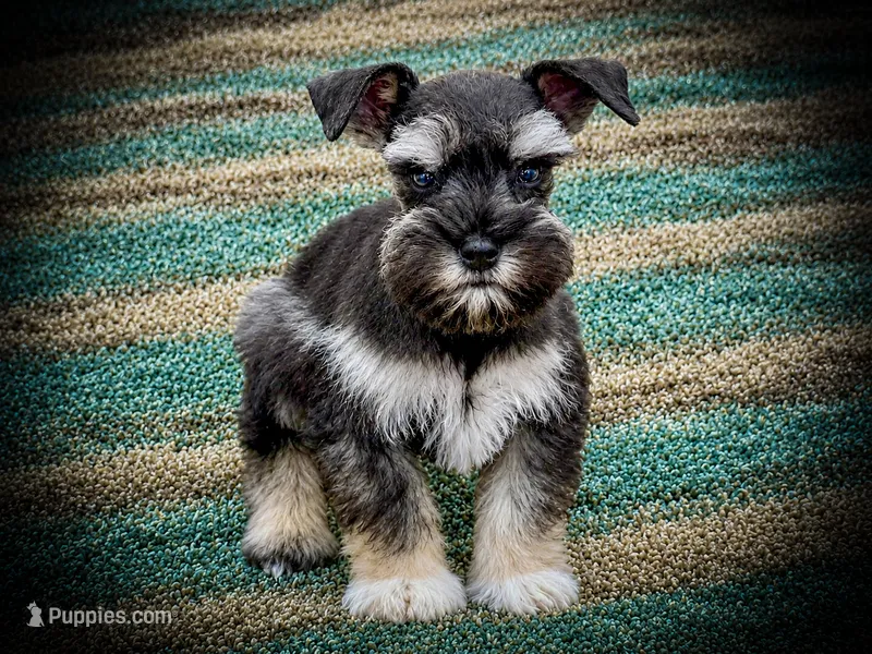ECHO- TCUP S/P MALE – Miniature Schnauzer puppy for sale in Tremonton, UT