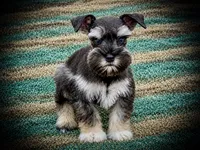 ECHO- TCUP S/P MALE, a male Miniature Schnauzer for sale in Tremonton, UT – 1 of 3