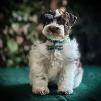 Elsa- Liver Parti Roan, a female Miniature Schnauzer for sale in Tremonton, UT – Photo 10 of 10