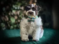 Elsa- Liver Parti Roan, a female Miniature Schnauzer for sale in Tremonton, UT – Photo 10 of 10