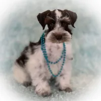 Elsa- Liver Parti Roan, a female Miniature Schnauzer for sale in Tremonton, UT – Photo 8 of 10