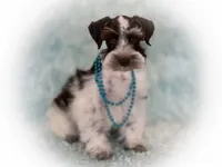 Elsa- Liver Parti Roan, a female Miniature Schnauzer for sale in Tremonton, UT – Photo 8 of 10