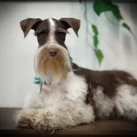 Elsa- Liver Parti Roan, a female Miniature Schnauzer for sale in Tremonton, UT – Photo 4 of 10