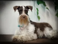 Elsa- Liver Parti Roan, a female Miniature Schnauzer for sale in Tremonton, UT – Photo 5 of 10