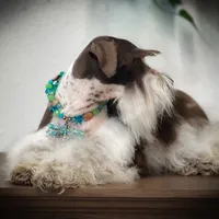 Elsa- Liver Parti Roan, a female Miniature Schnauzer for sale in Tremonton, UT – Photo 5 of 10