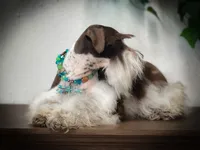Elsa- Liver Parti Roan, a female Miniature Schnauzer for sale in Tremonton, UT – Photo 3 of 10