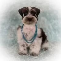 Elsa- Liver Parti Roan, a female Miniature Schnauzer for sale in Tremonton, UT – Photo 7 of 10