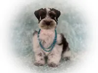 Elsa- Liver Parti Roan, a female Miniature Schnauzer for sale in Tremonton, UT – Photo 6 of 10