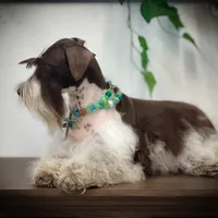 Elsa- Liver Parti Roan, a female Miniature Schnauzer for sale in Tremonton, UT – Photo 3 of 10