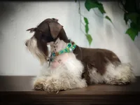 Elsa- Liver Parti Roan, a female Miniature Schnauzer for sale in Tremonton, UT – Photo 4 of 10