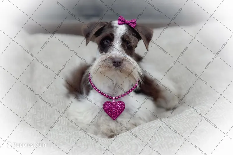 Elsa- Liver Parti Roan ON SALE