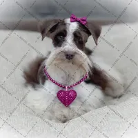 Elsa- Liver Parti Roan, a female Miniature Schnauzer for sale in Tremonton, UT – Photo 1 of 10