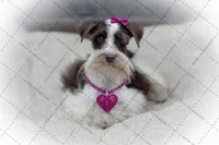 Elsa- Liver Parti Roan ON SALE, a female Miniature Schnauzer for sale in Tremonton, UT – Photo 1 of 10