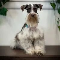 Elsa- Liver Parti Roan, a female Miniature Schnauzer for sale in Tremonton, UT – Photo 6 of 10