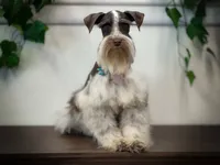 Elsa- Liver Parti Roan, a female Miniature Schnauzer for sale in Tremonton, UT – Photo 2 of 10