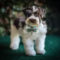 Elsa- Liver Parti Roan, a female Miniature Schnauzer for sale in Tremonton, UT – Photo 9 of 10