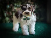 Elsa- Liver Parti Roan, a female Miniature Schnauzer for sale in Tremonton, UT – Photo 9 of 10
