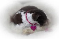 Elsa- Liver Parti Roan ON SALE, a female Miniature Schnauzer for sale in Tremonton, UT – Photo 2 of 10