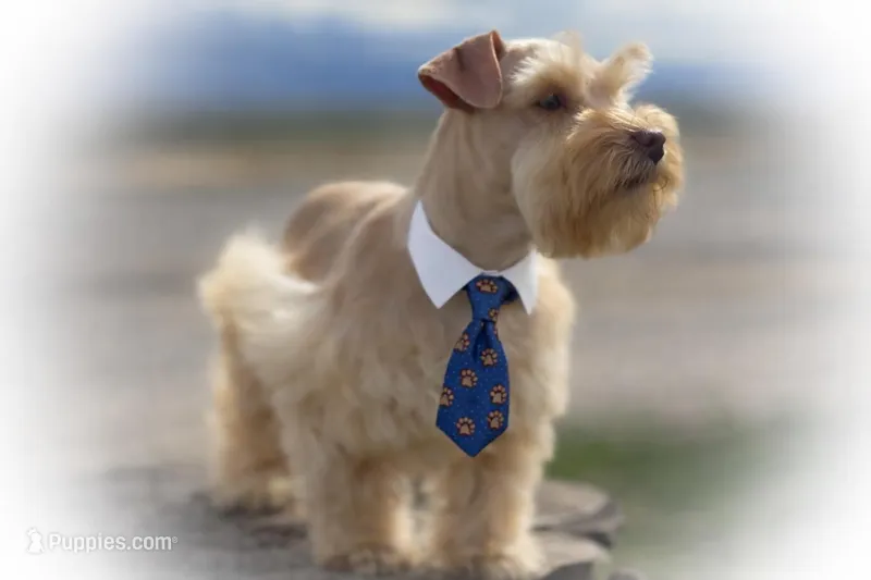 VooDoo- Red Wheaten Toy – Miniature Schnauzer puppy for sale in Tremonton, UT