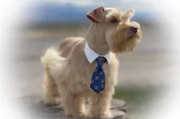 VooDoo- Red Wheaten Toy, a male Miniature Schnauzer for sale in Tremonton, UT – Photo 1 of 8