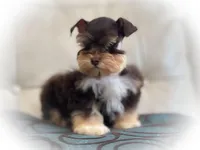 VooDoo- Red Wheaten Toy, a male Miniature Schnauzer for sale in Tremonton, UT – Photo 6 of 6