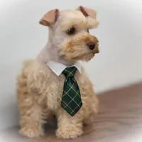 VooDoo- Red Wheaten Toy, a male Miniature Schnauzer for sale in Tremonton, UT – Photo 7 of 8