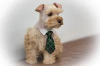 VooDoo- Red Wheaten Toy, a male Miniature Schnauzer for sale in Tremonton, UT – Photo 2 of 6