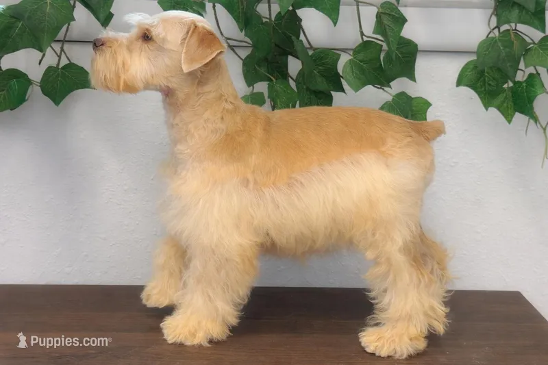 VooDoo- Red Wheaten Toy – Miniature Schnauzer puppy for sale in Tremonton, UT