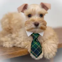VooDoo- Red Wheaten Toy, a male Miniature Schnauzer for sale in Tremonton, UT – Photo 6 of 8