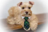 VooDoo- Red Wheaten Toy, a male Miniature Schnauzer for sale in Tremonton, UT – Photo 1 of 6