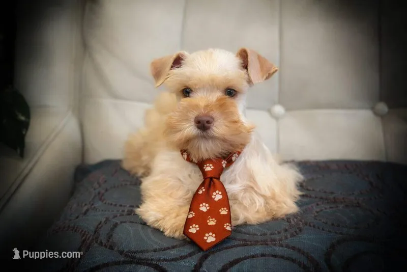 VooDoo- Red Wheaten Toy On Sale – Miniature Schnauzer puppy for sale in Tremonton, UT