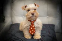 VooDoo- Red Wheaten Toy On Sale, a male Miniature Schnauzer for sale in Tremonton, UT – Photo 1 of 10