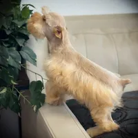 VooDoo- Red Wheaten Toy, a male Miniature Schnauzer for sale in Tremonton, UT – Photo 5 of 8