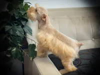 VooDoo- Red Wheaten Toy On Sale, a male Miniature Schnauzer for sale in Tremonton, UT – Photo 3 of 10