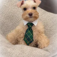 VooDoo- Red Wheaten Toy, a male Miniature Schnauzer for sale in Tremonton, UT – Photo 8 of 8