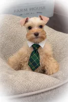 VooDoo- Red Wheaten Toy, a male Miniature Schnauzer for sale in Tremonton, UT – Photo 3 of 6