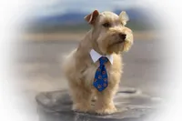 VooDoo- Red Wheaten Toy, a male Miniature Schnauzer for sale in Tremonton, UT – Photo 2 of 8