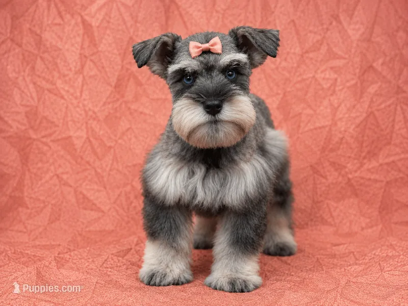 MISHKA- BLUE EYES – Miniature Schnauzer puppy for sale in Tremonton, UT