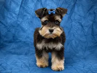 MITSIE- TCUP LIVER AND RUST, a female Miniature Schnauzer for sale in Tremonton, UT – 1 of 3
